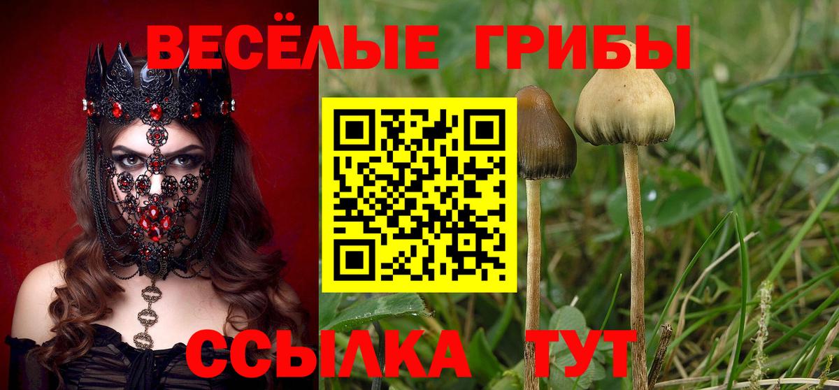 Галлюциногенные грибы Psilocybe Кузнецк