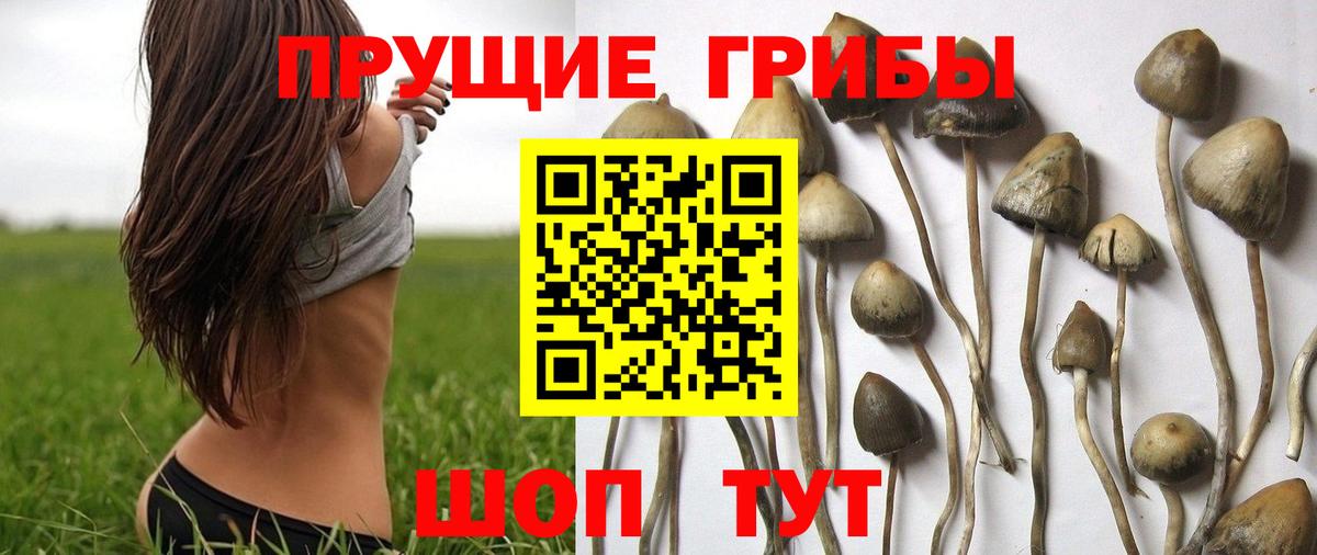 Кузнецк  Псилоцибиновые грибы Magic Shrooms  Вход с VPN 